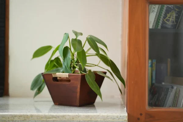 a wooden vase with multiple uses of organiser and planter for elevating home decor style