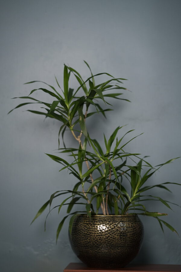 metallic planter